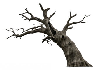 A gnarled and ancient dead oak tree with twisted branches and textured bark isolated on transparent background