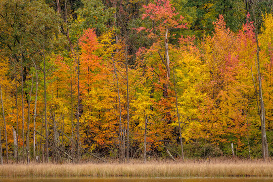 The very colorful shoreline of Ennis Lake in mid-October, within the John Muir Memorial County Park, Montello, Wisconsin