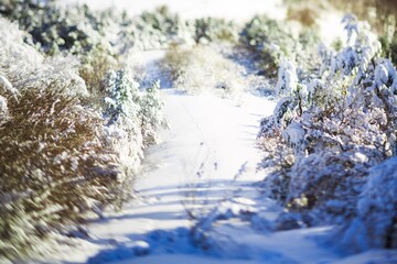 Winter forest against mountains with snowy trees