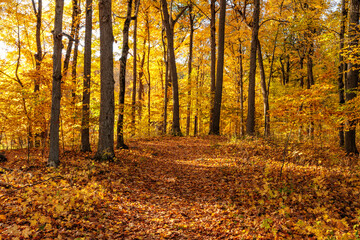 Under the filtered golden sunshine on a late October morning, the woods within Pike Lake Unit, Kettle Moraine State Forest, Hartford, Wisconsin shine bright gold along the hiking trail