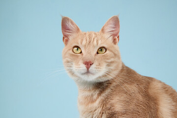 The ginger cat faces the camera with a neutral, inquisitive stare. Its posture is relaxed and upright.