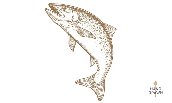 Salmon fish, seafood, sketch. Vintage retro print, seafood salmon fish sketch, sea life, ink pencil style drawing engrave old school sketch, hand drawn. Sketch artwork salmon fish. Vector Illustration