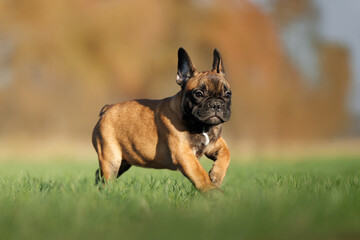 cute french bulldog puppy running on grass on a meadow