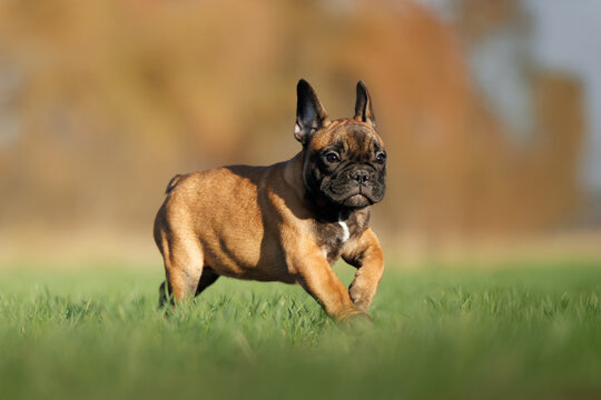 cute french bulldog puppy running on grass on a meadow - Powered by Adobe