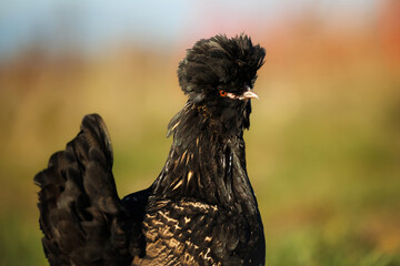 pavlovskaya chicken portrait outdoors on a sunny day