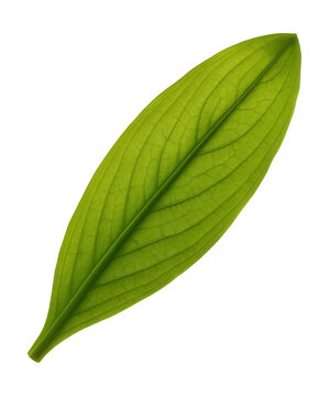 Elodea leaf featuring smooth, elongated edges and a translucent green hue.