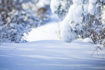 Winter frost landscape. Snow trees.