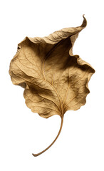 Naklejka premium Curled, contorted desiccated poplar leaf with pale discoloration.