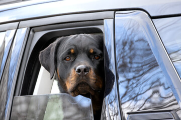 rottweiler doggy soul awaiting the return of his family unit