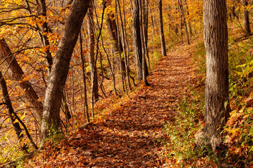 Fototapeta premium The Ice Age National Scenic Trail makes its way through the woods in Ridge Run Park, West Bend, Wisconsin in late October as the morning sun periodically casts shadows from the nearby trees