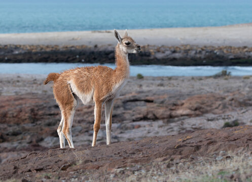 Chulengo cr&iacute;a de guanaco