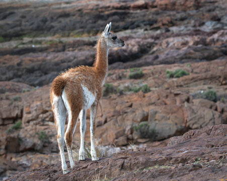 Guanaco en costa
