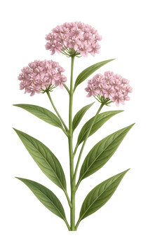 Narrow-leaved swamp milkweed with clusters of pink to mauve blooms.
