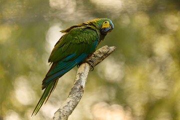 Red bellied parrot sitting on branch facing forward direct look sharp feathers and beak with soft blurry yellow background natural exotic wildlife portrait close view. © denisapro