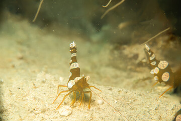A macro photo of a Sexy shrimp, Holthuis cleaner shrimp or Ancylomenes holthuisi. Picture from Puerto Galera, Philippines