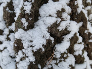 snow on the trunk of a tree