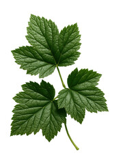 Fototapeta premium Lobed black currant leaves with serrated edges, deep green hue.