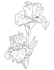Bearded Iris Flowers