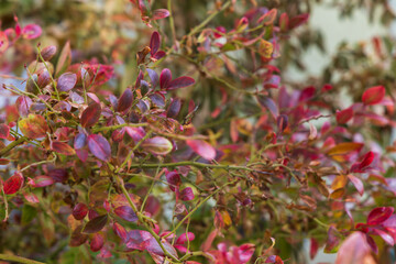 Close-up abstract shot of the branches and leaves of likely a blueberry bush Vaccinium or similar...