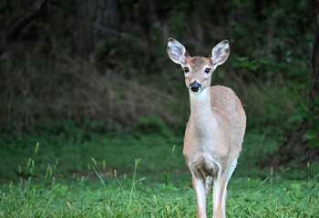 Young Deer Staring