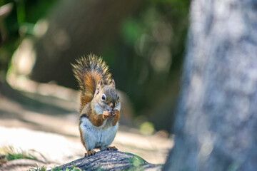 Red Squirrel Eating on a Forest Log with Soft Green Bokeh
