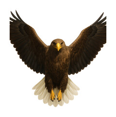 Obraz premium Large eagle featuring a prominent yellow bill and striking white tail feathers.