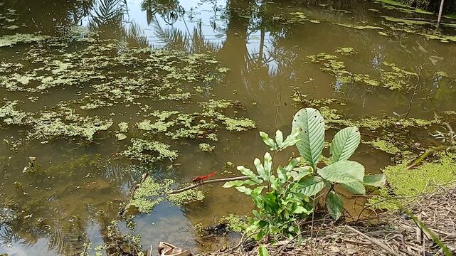 A short, peaceful nature video featuring a vibrant red dragonfly resting on a small plant at the edge of a still, overgrown pond. The water is covered with green aquatic plants. 