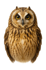 Fototapeta premium Short-eared owl featuring a round head and small tufts, seen from the front.