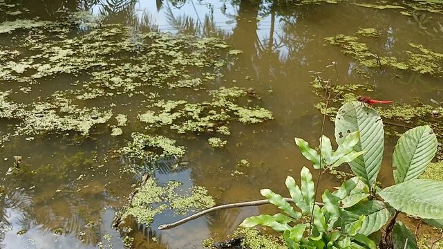 A short, peaceful nature video featuring a vibrant red dragonfly resting on a small plant at the edge of a still, overgrown pond. The water is covered with green aquatic plants. 2