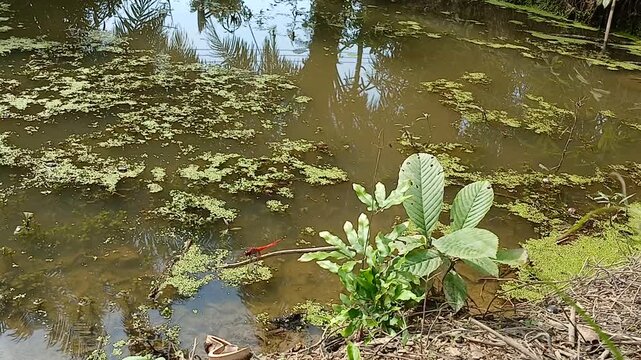 A short, peaceful nature video featuring a vibrant red dragonfly resting on a small plant at the edge of a still, overgrown pond. The water is covered with green aquatic plants. 3