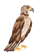 Big hawk or eagle wild bird isolated on transparent background