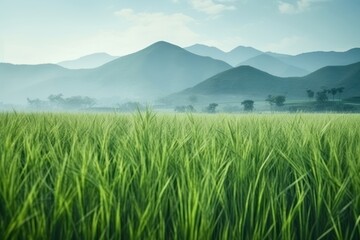 Fototapeta premium Rice field chinese Style landscape outdoors nature.