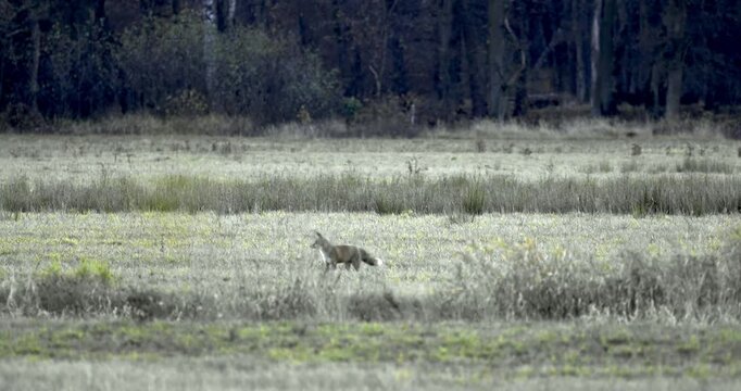 Lis rudy, znany r&oacute;wnież jako lis pospolity (Vulpes vulpes), grasuje wieczorami po polach.
Lis rudy poluje gł&oacute;wnie na małe gryzonie, ale żywi się r&oacute;wnież zającowatymi, lisami grzebiącymi oraz owocami i