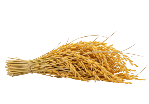 Dried golden-yellow paddy rice stalks with plump grains, brittle texture, meticulously arranged, isolated on transparent background with copy space, subtle shadow, concept of harvest and natural