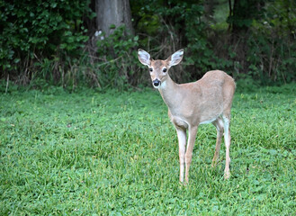 Young Deer Staring