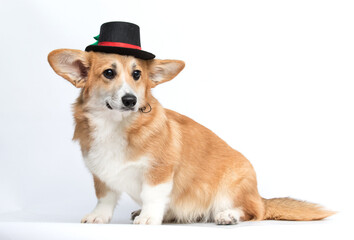 Festive Corgi in Snowman Hat Sitting and Looking Sideways on White Background.