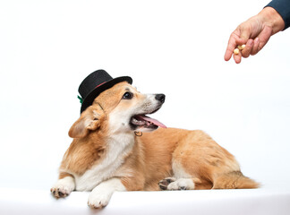 Corgi Dog in Festive Hat Lying Down and Taking a Treat from a Hand, Isolated on White.