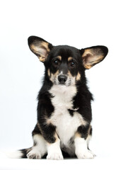 Corgi Puppy Sitting and Looking Intensely at Camera, Isolated on White.