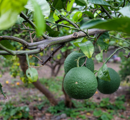 Green Citrus Fruit Growing on Tree Branch