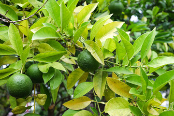 Green Citrus Fruit Growing on Tree Branch
