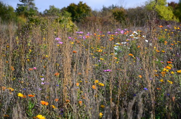 FLEURS DES CHAMPS  EN AUTOMNE BOURGOGNE