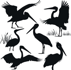 Waterbird Silhouette Collection – Vector Set with Transparent Background