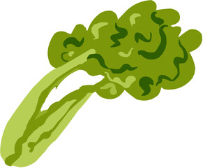 Salade Illustration vectorielle colorée d'un fruit  ou d'un légume.. Parfait pour jus, smoothies, cocktails, emballage de produits estivaux ou recettes de cuisine.. Légume Vert Feuille Frais