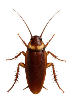 Reddish-brown cockroach with yellowish markings on the pronotum.