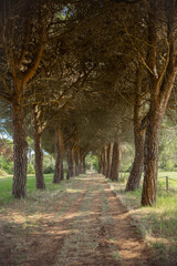 Magical forest trail surrounded by tall Italian pine trees, a dreamy and peaceful place that feels both relaxing and full of adventure, inviting calm reflection or active outdoor escape.
