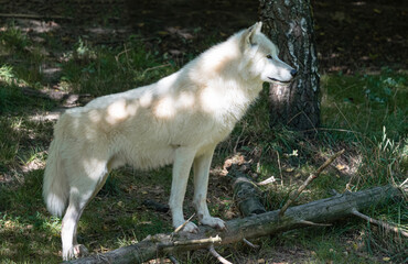 
Arctic Wolf Standing