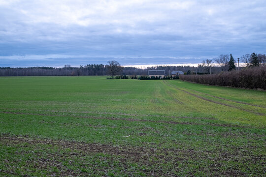 green agricultural field in autumn. Privete property with house near the field. Country lifestyle. Latvia