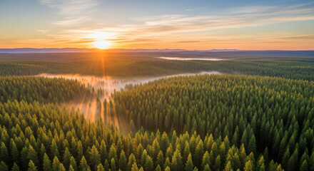 Golden light illuminates a misty forest at sunrise aerial view