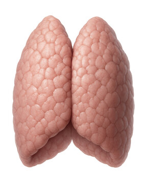 Lobulated human thymus, pinkish-gray in younger specimens.