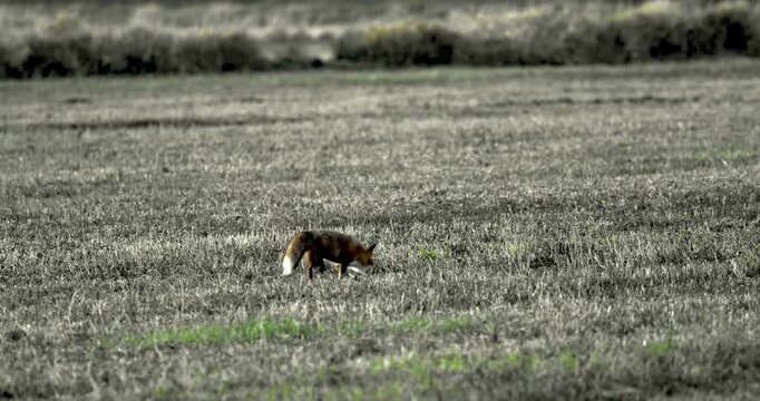Lis rudy, znany r&oacute;wnież jako lis pospolity (Vulpes vulpes), grasuje wieczorami po polach.
Lis rudy poluje gł&oacute;wnie na małe gryzonie, ale żywi się r&oacute;wnież zającowatymi, lisami grzebiącymi oraz owocami i